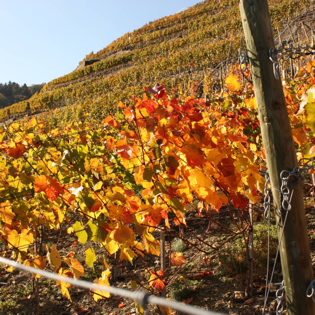 Rebstöcke-Weingut-Kreuzberg-imAhrtal